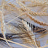 Hulless Grains Mix (Wheat, Barley & Rye)